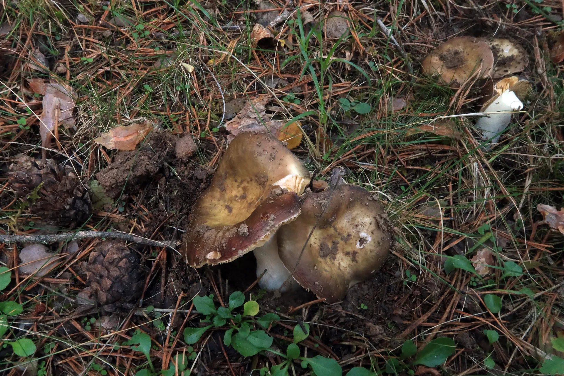 Russula integra - 1 - IMG_7789